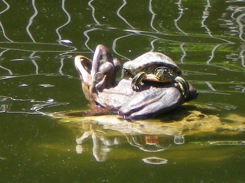 Original image